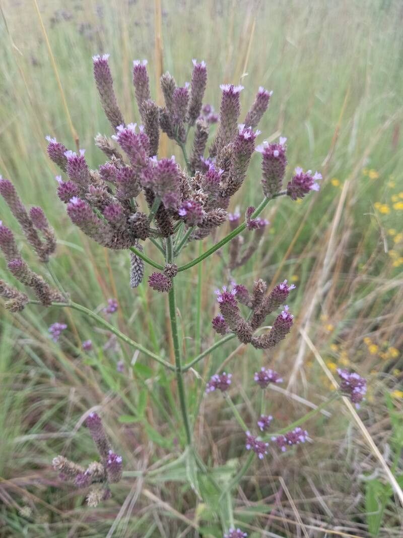 Verbena brasiliensis (Brazilian Vervain) (alternate view 12)