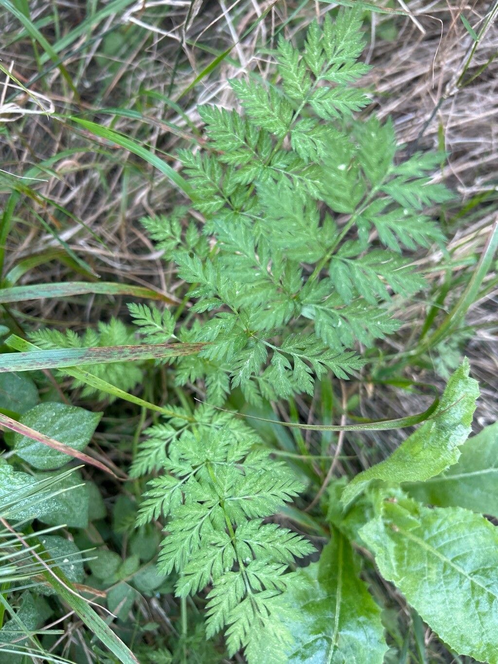 Torilis japonica (upright hedge-parsley) (alternate view 15)