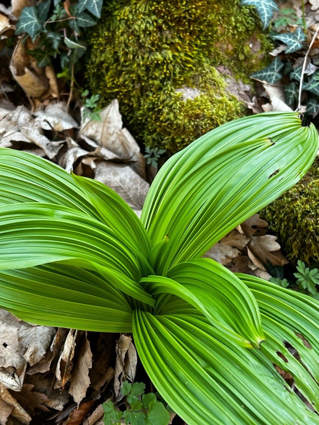 Veratrum nigrum (alternate view 2)