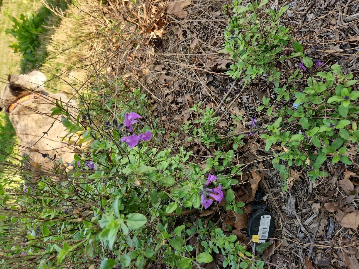 Salvia greggii (Autumn sage) (alternate view 5)