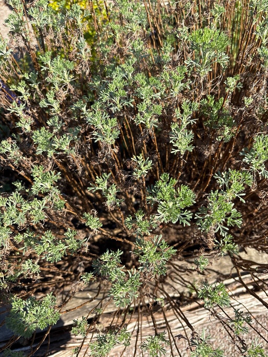 Artemisia abrotanum (Southernwood) (alternate view 12)