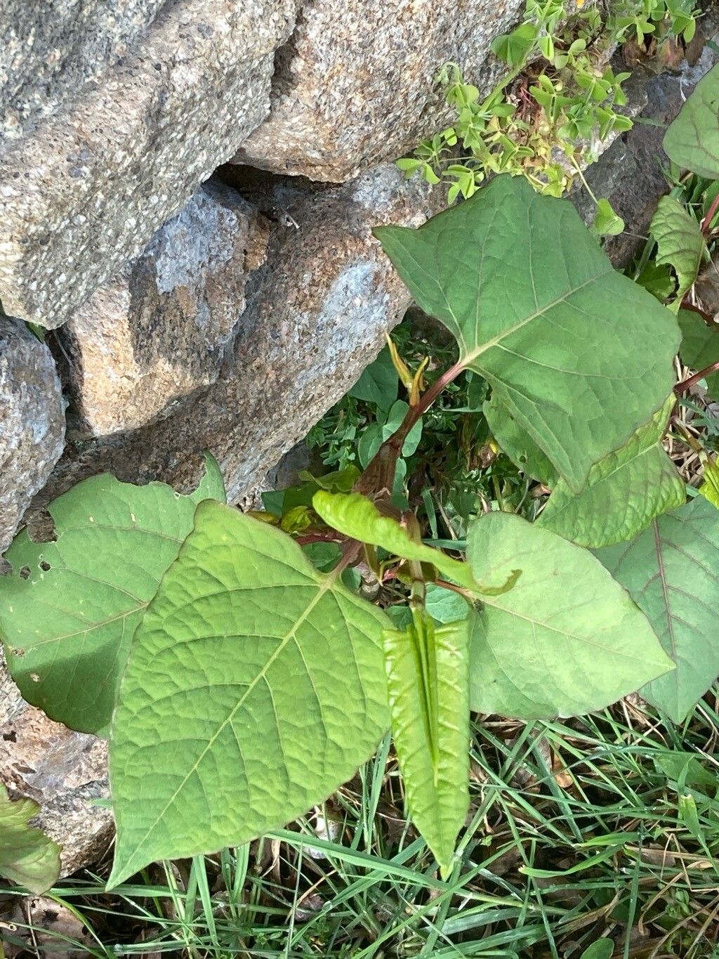 Fallopia × bohemica (Bohemian giant knotweed)