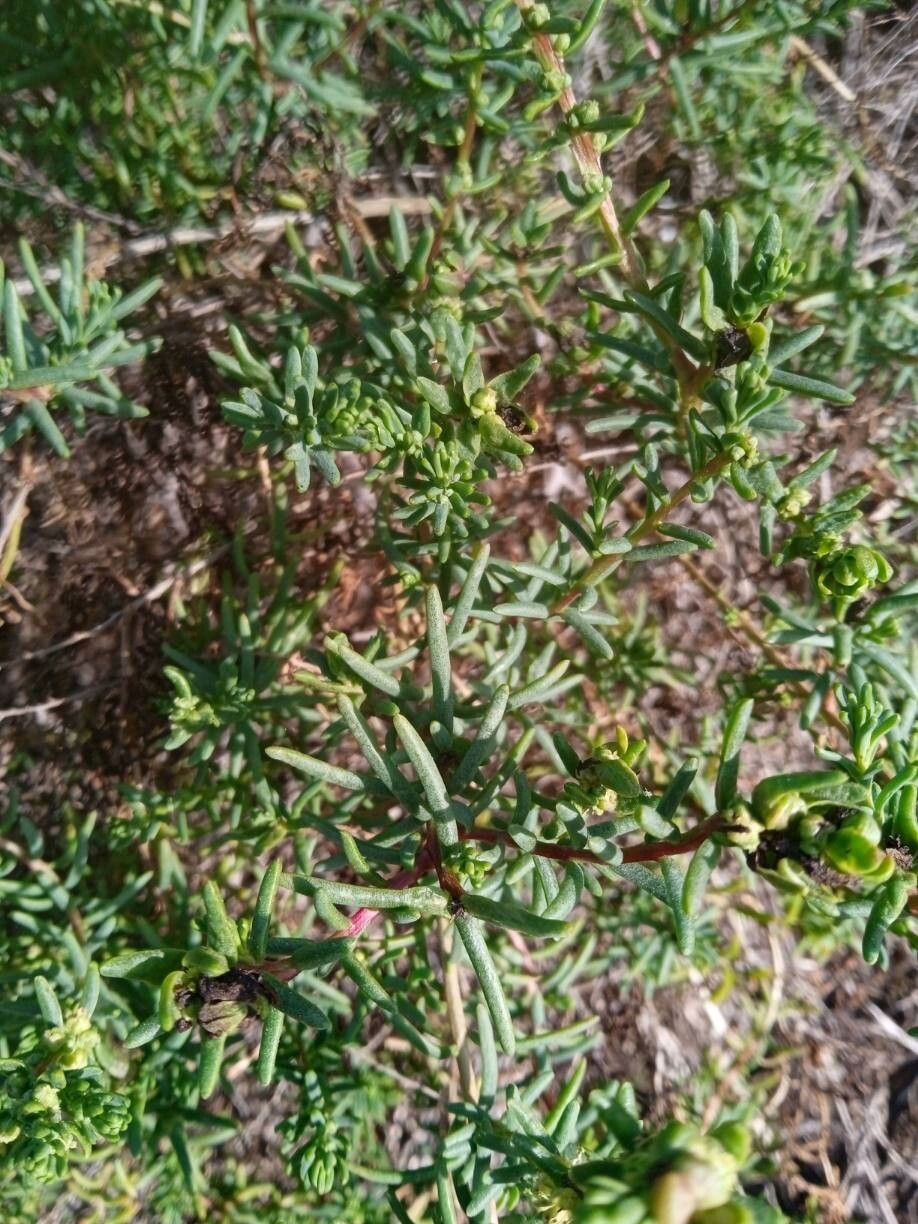 Suaeda maritima (Herbaceous Seepweed) (alternate view 11)