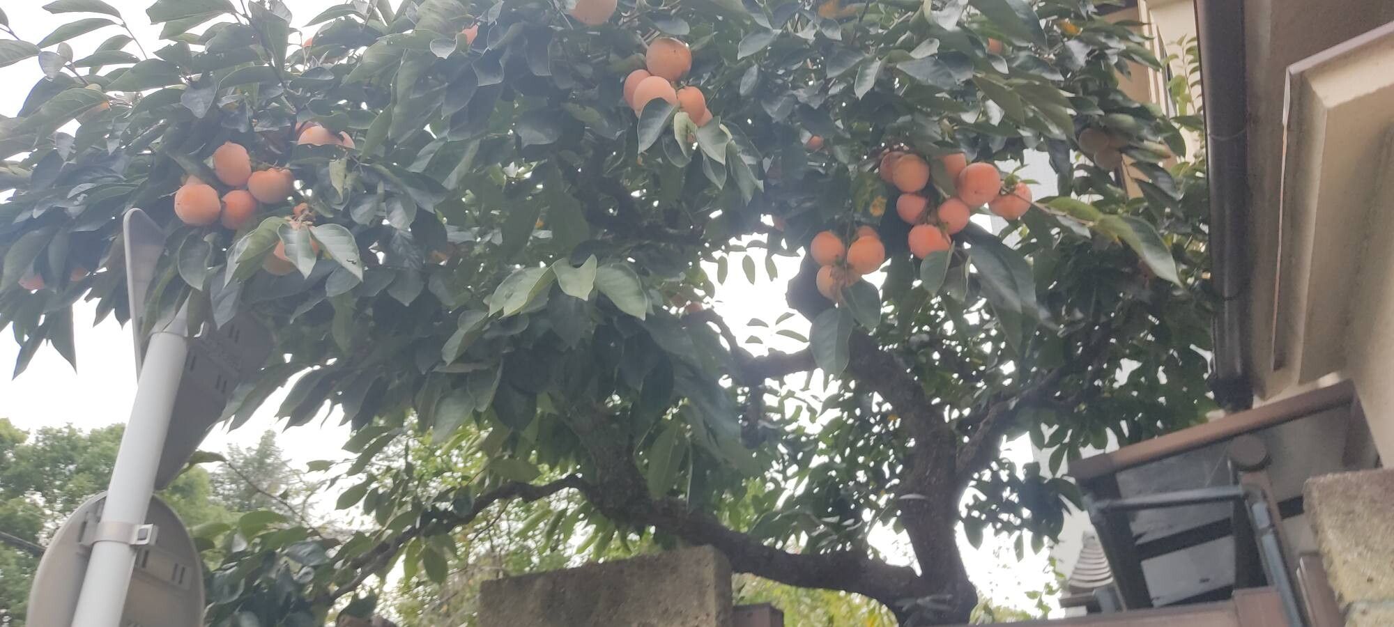 Diospyros kaki (Japanese Persimmon) (alternate view 14)