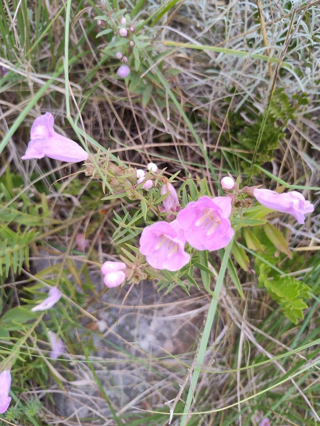 Agalinis (false foxgloves)