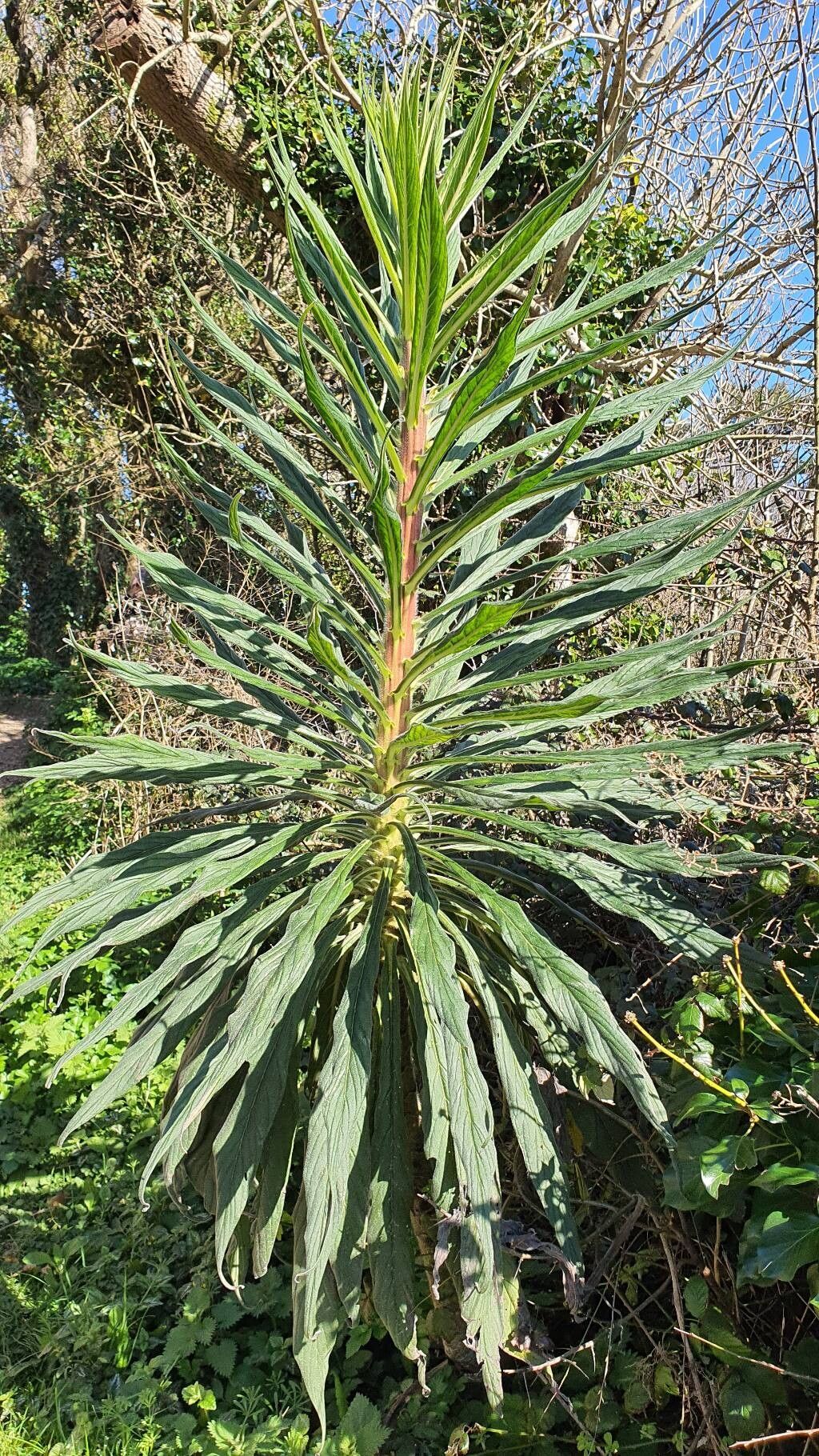 Echium pininana (Giant Viper's-bugloss) (alternate view 9)