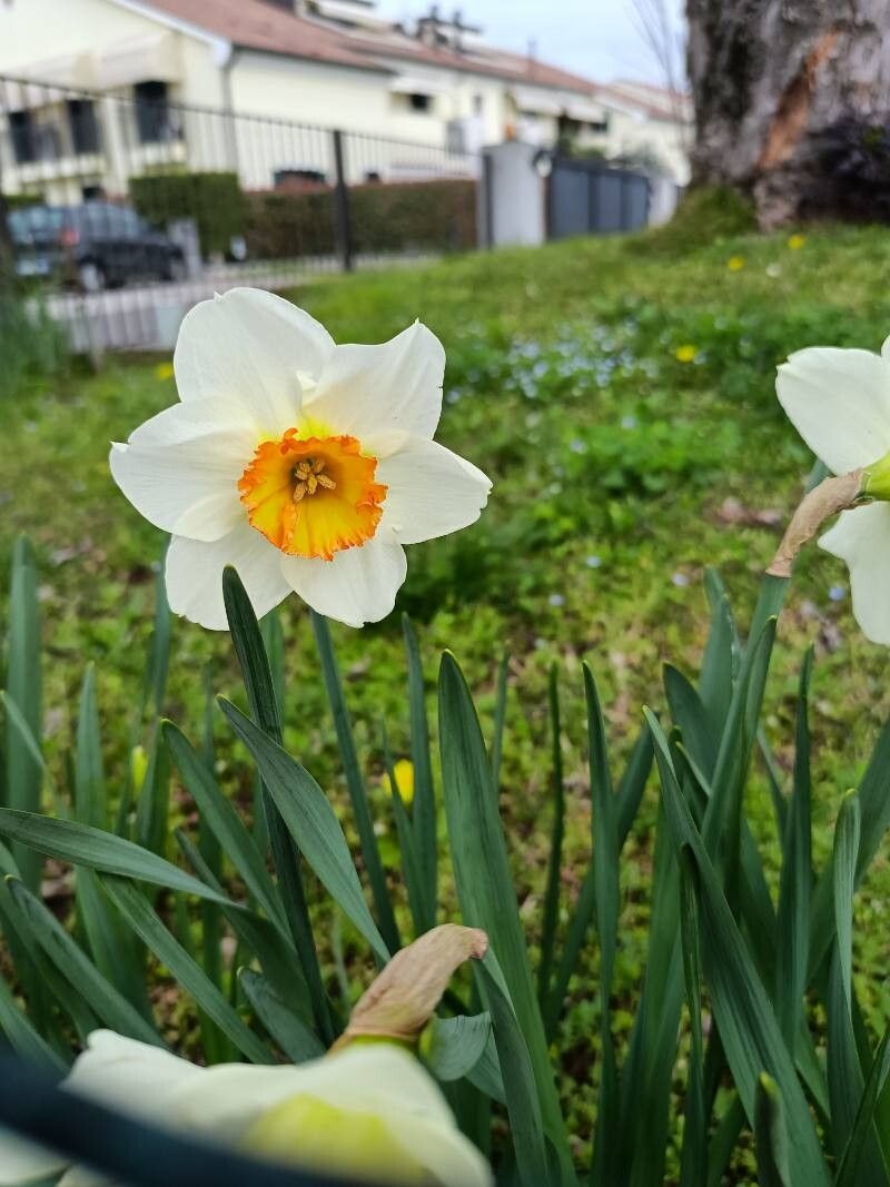 Narcissus × medioluteus (Primrose-peerless) (alternate view 2)