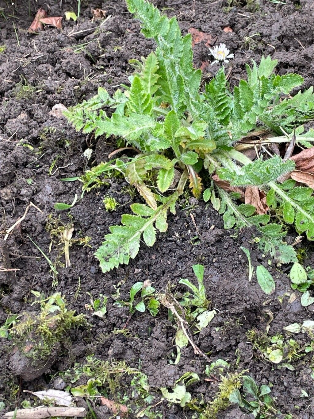 Papaver orientale (Oriental poppy) (alternate view 13)