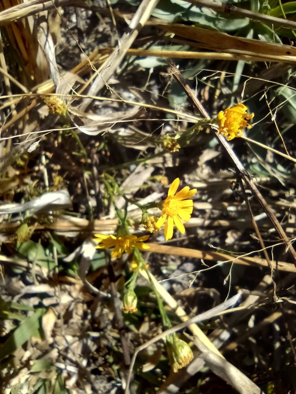 Thymophylla (Pricklyleaves) (alternate view 2)