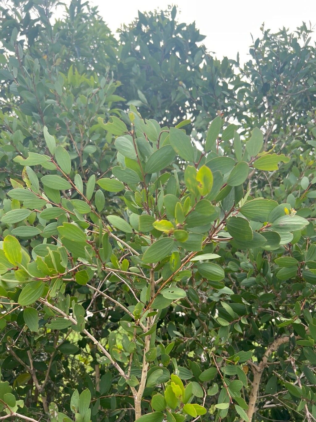 Melaleuca quinquenervia (Broad-leaved paperbark) (alternate view 12)