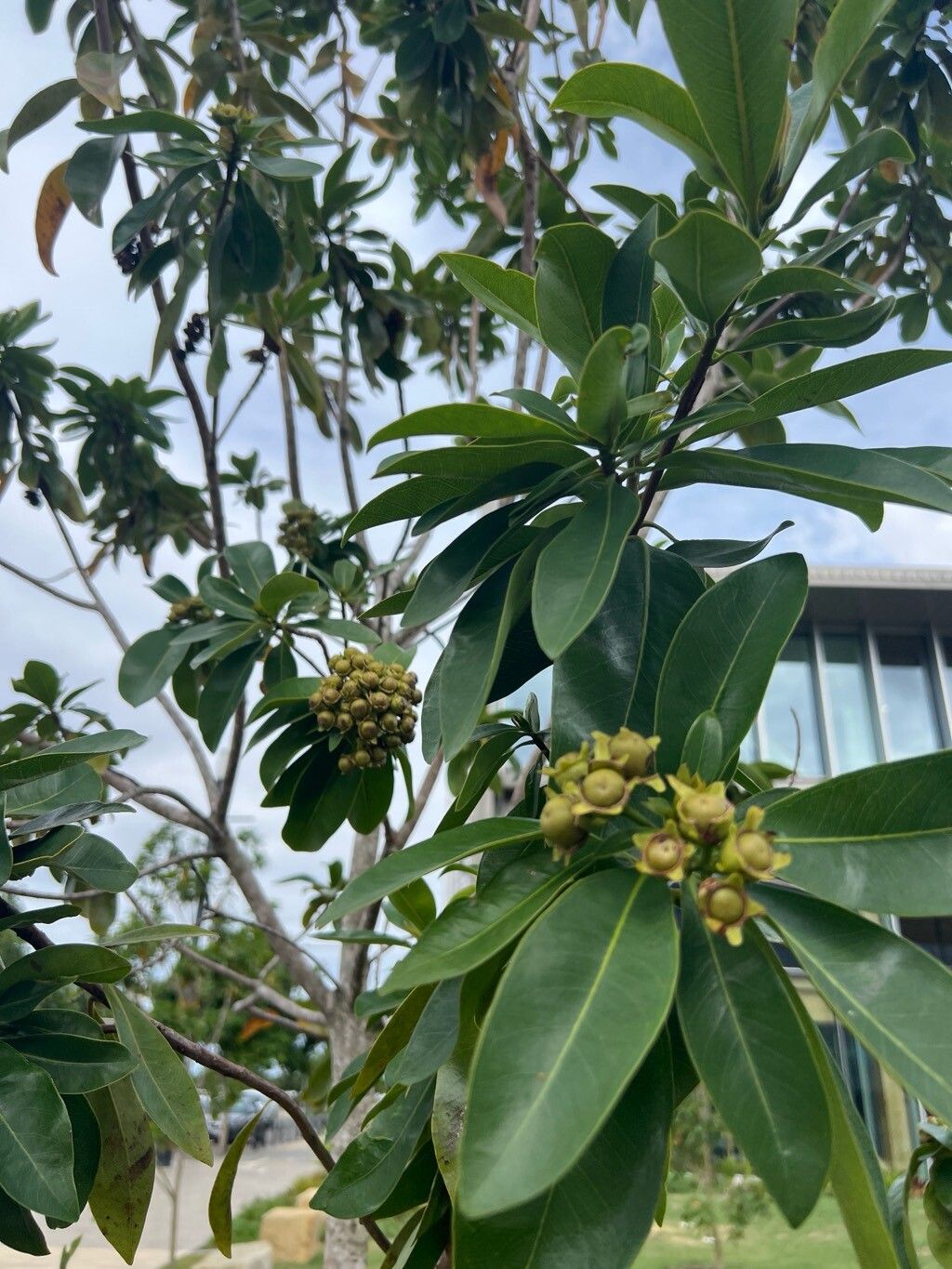 Xanthostemon chrysanthus (Golden Penda) (alternate view 10)
