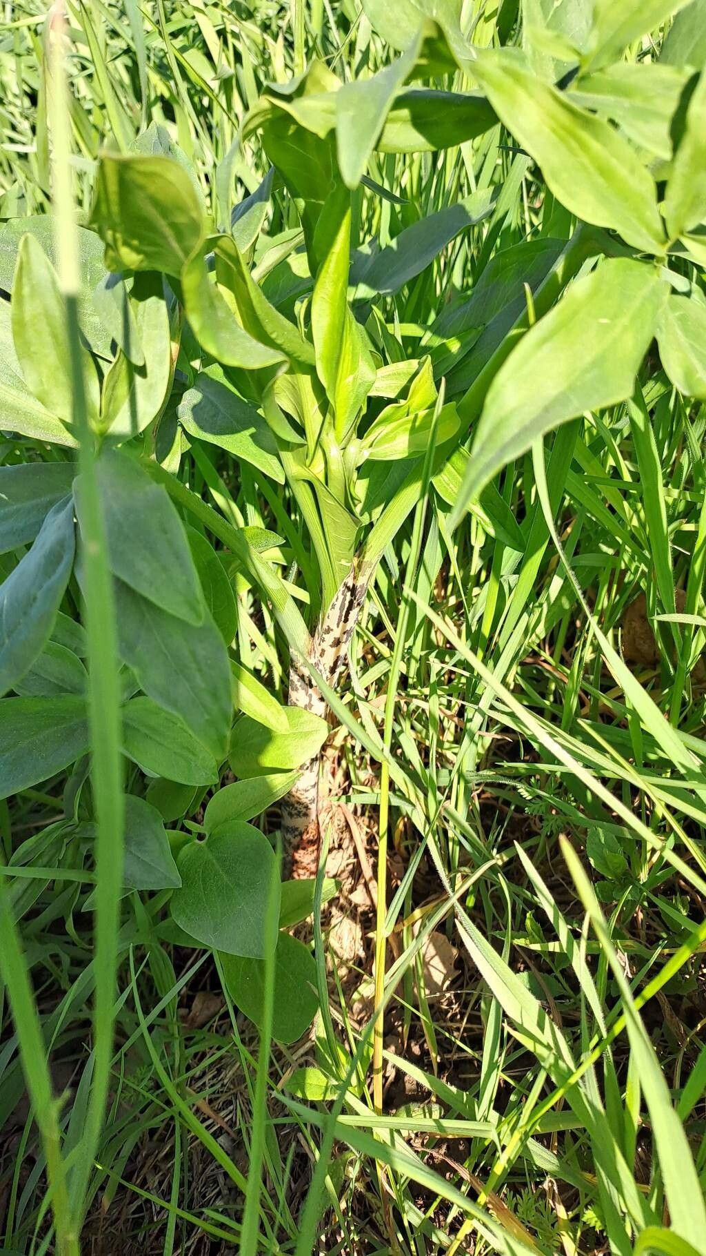 Dracunculus vulgaris (dragon arum) (alternate view 3)