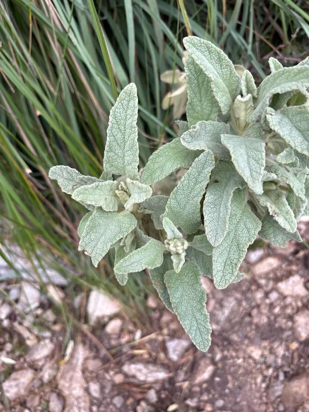 Phlomis italica (alternate view 4)