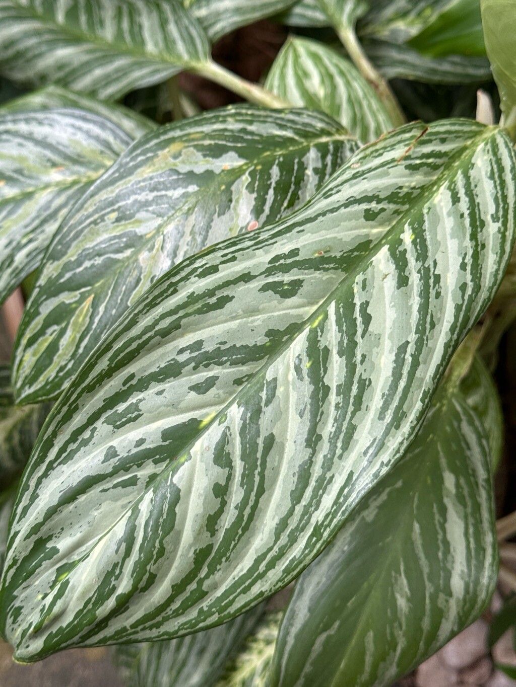 Aglaonema (Chinese evergreens) (alternate view 4)