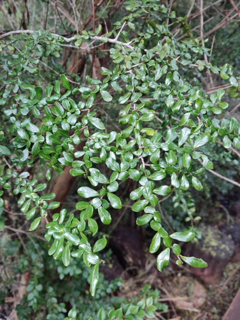 Azara microphylla (Boxleaf azara) (alternate view 3)