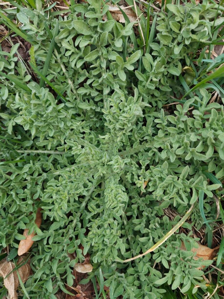 Centaurea diffusa (diffuse knapweed) (alternate view 12)