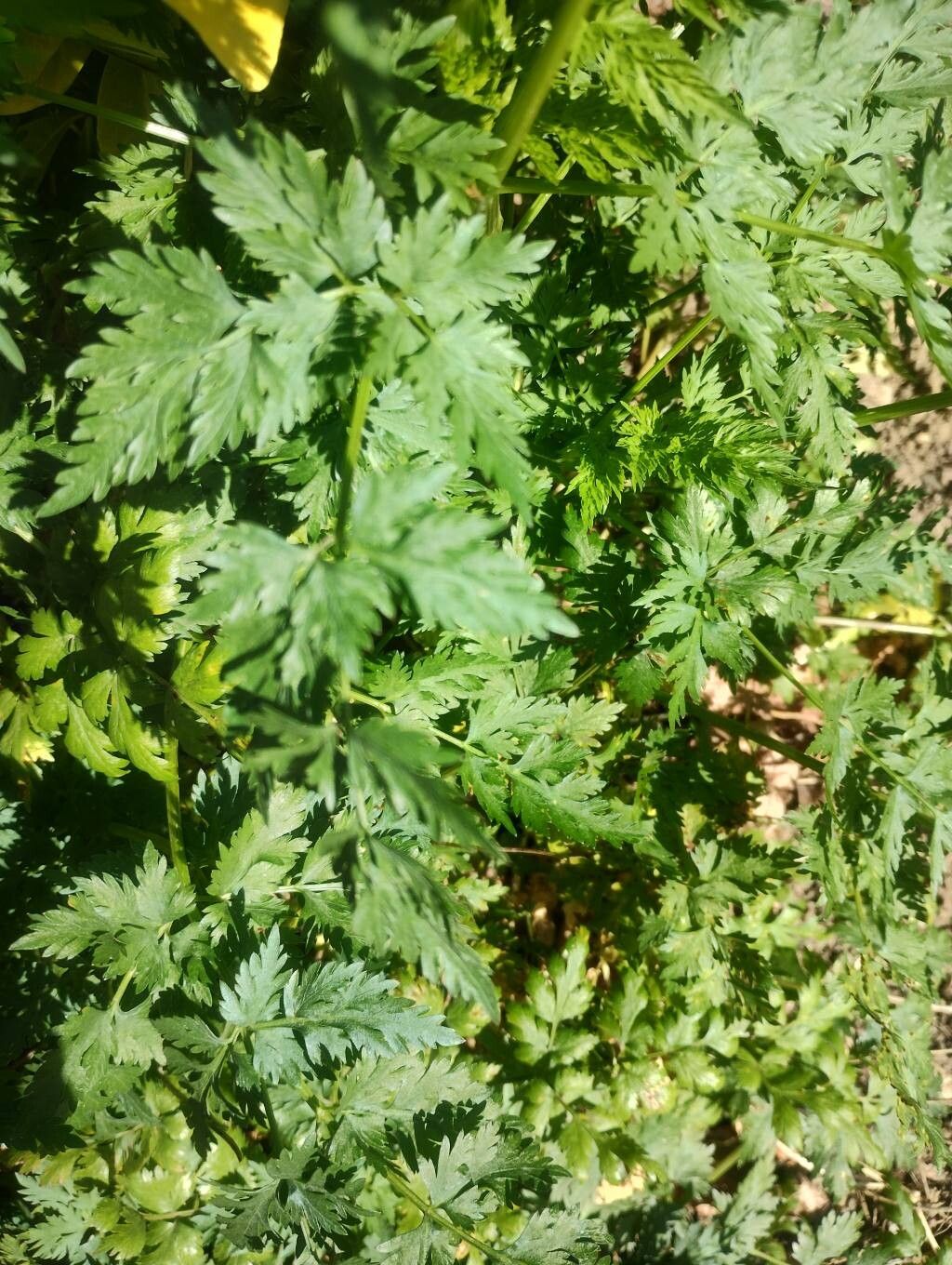 Aethusa cynapium (Fool's parsley) (alternate view 13)