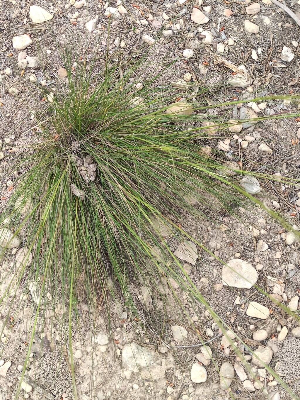 Stipa (Needle Grasses) (alternate view 2)