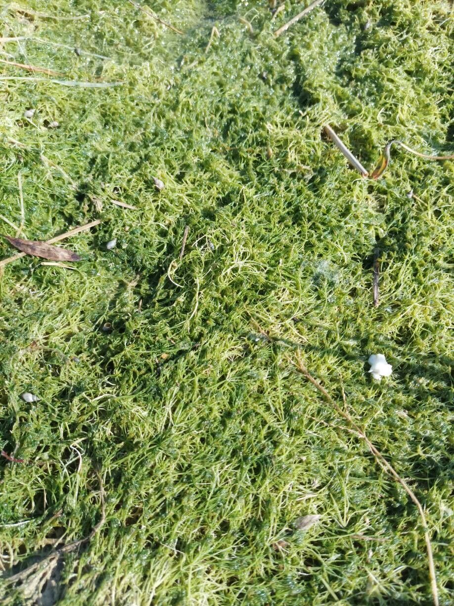 Ranunculus aquatilis (common water-crowfoot) (alternate view 12)