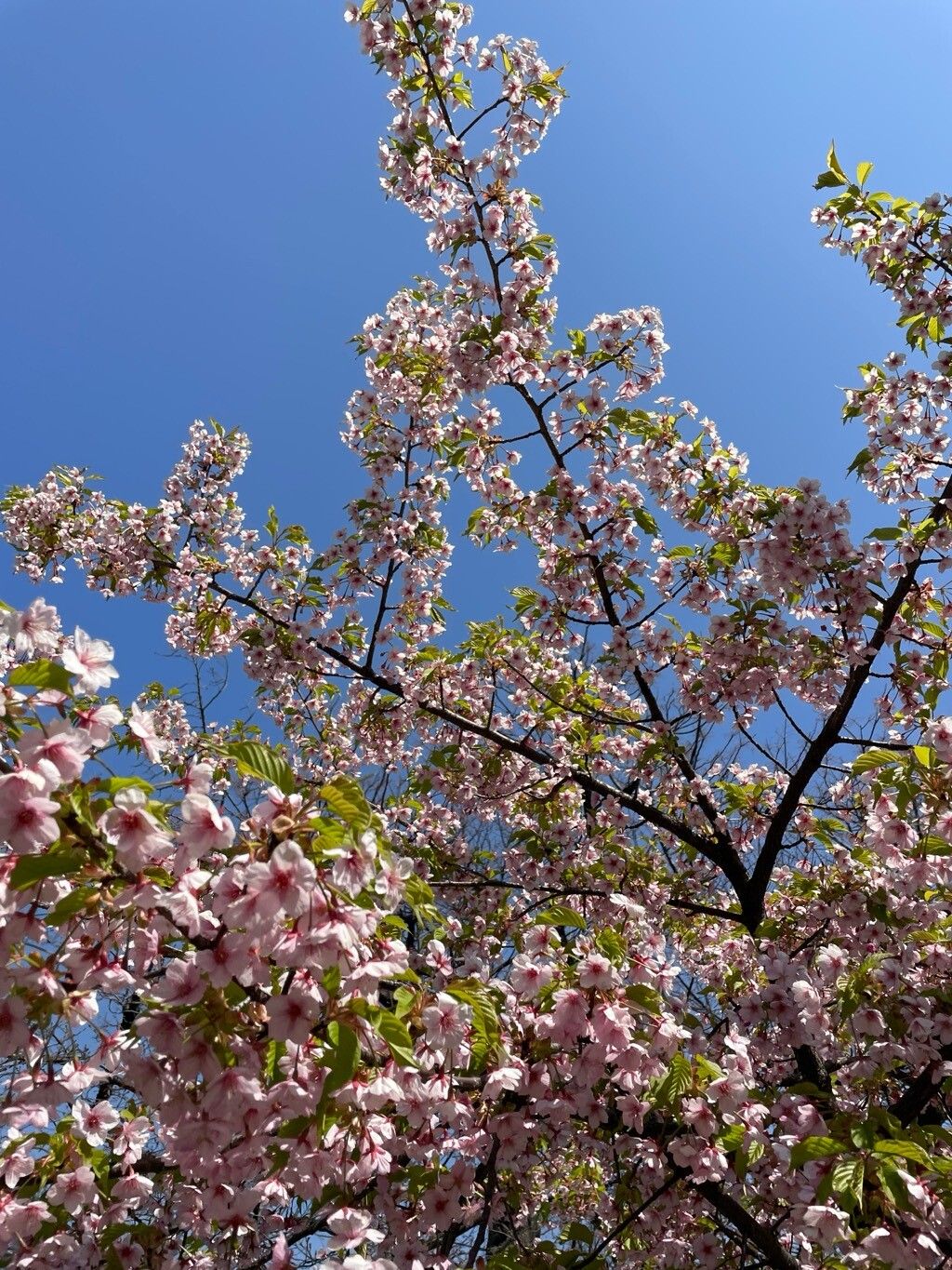 Prunus × yedoensis (Yoshino flowering cherry) (alternate view 13)