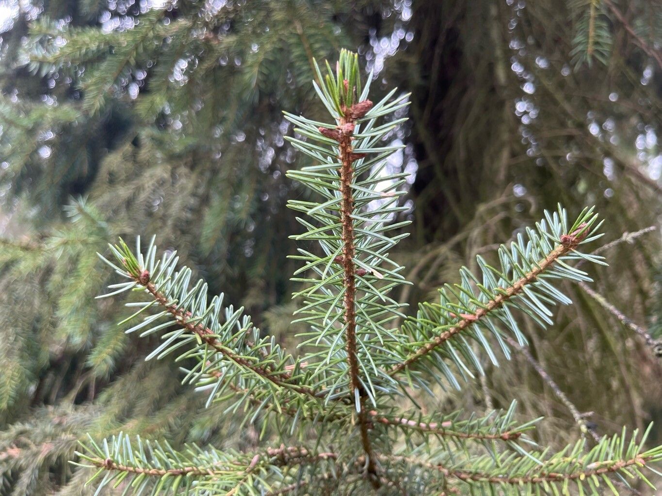 Picea omorika (Serbian Spruce) (alternate view 3)