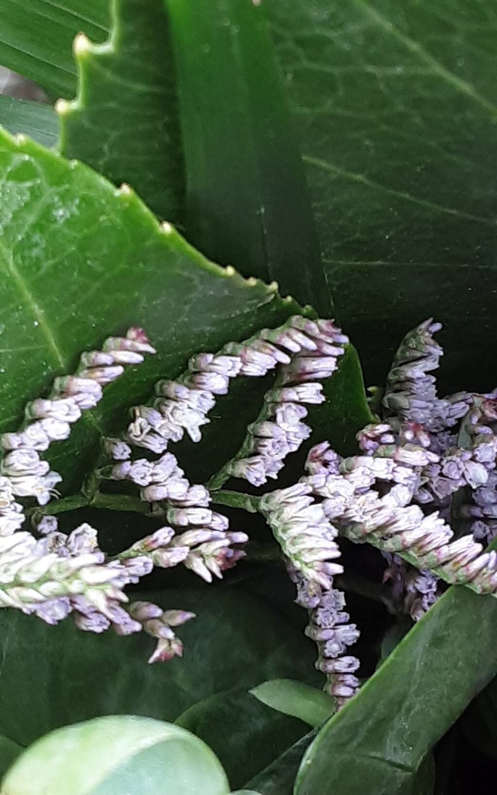 Limonium vulgare (Common Sea-lavender) (alternate view 12)