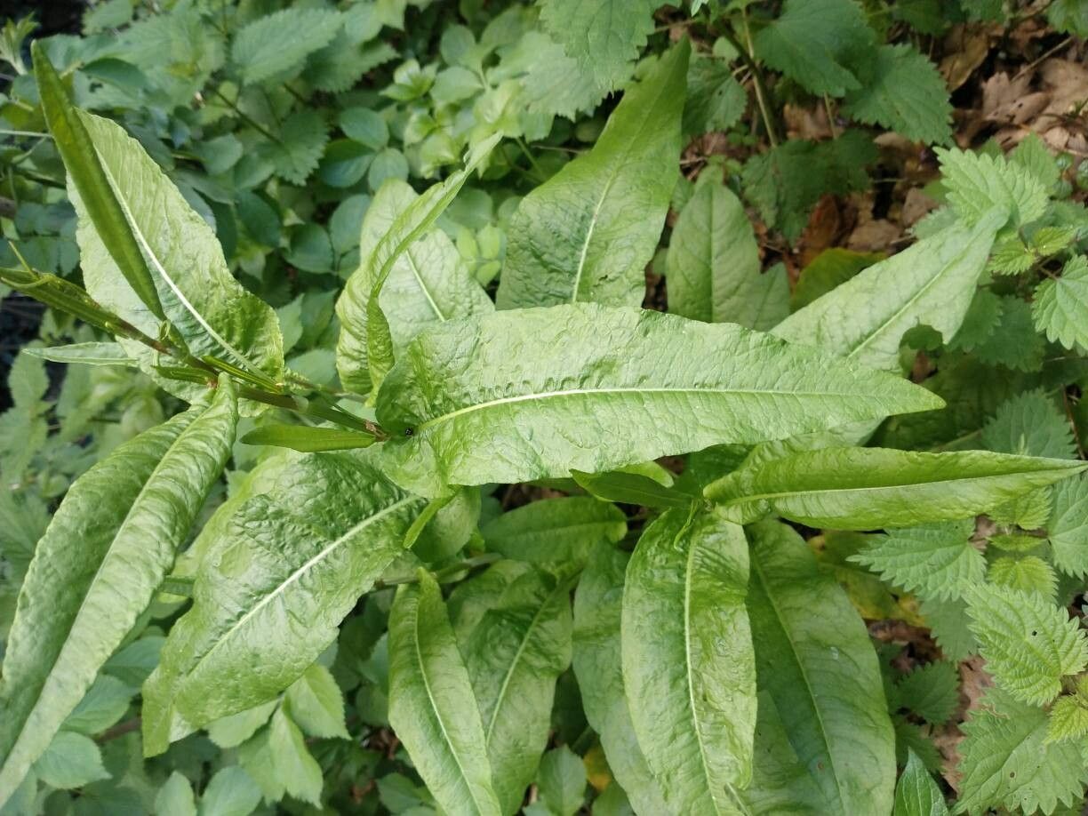 Rumex conglomeratus (Clustered Dock) (alternate view 14)