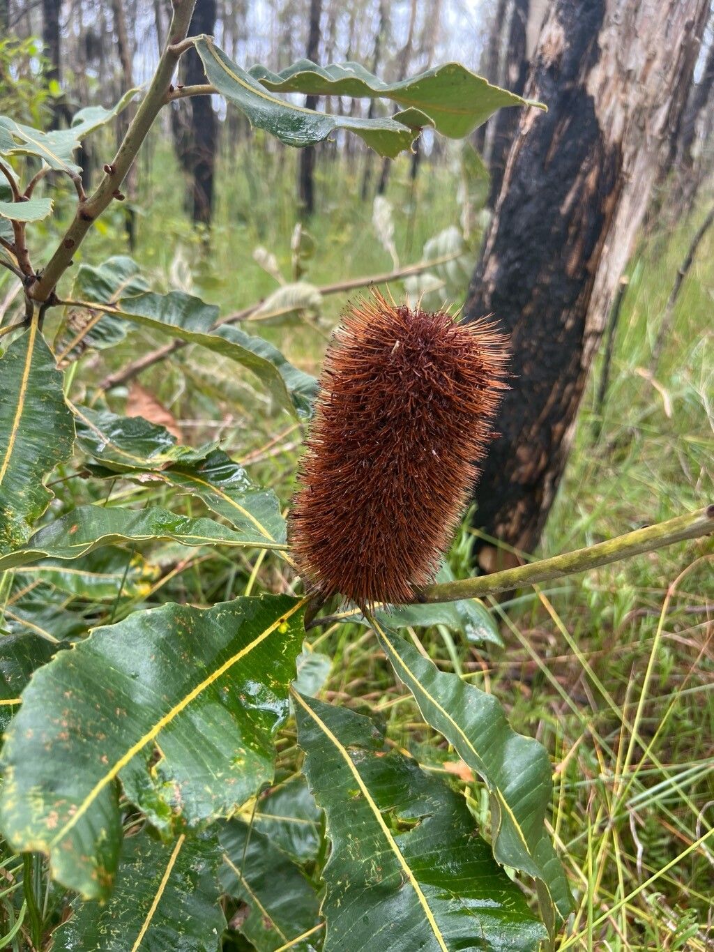 Banksia robur (Swamp Banksia) (alternate view 12)