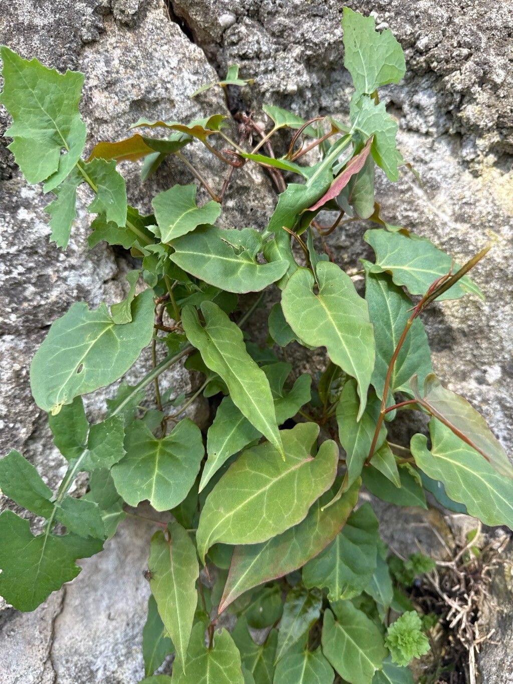 Fallopia convolvulus (Black-bindweed) (alternate view 14)
