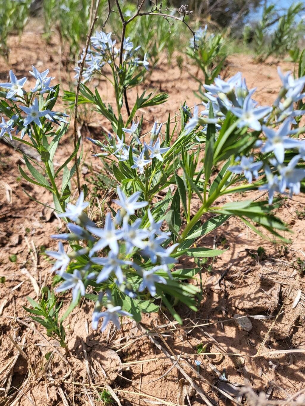 Amsonia ciliata (Fringed Bluestar) (alternate view 11)