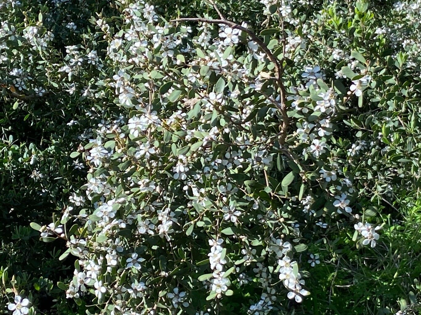 Leptospermum laevigatum, Coastal tea tree — spreading evergreen (Myrtaceae) (image 3 of 10)
