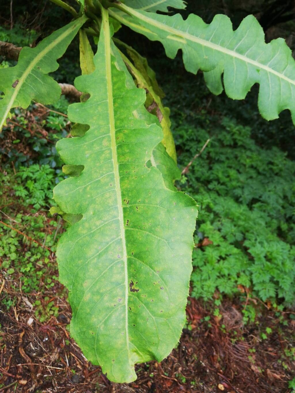 Sonchus fruticosus (alternate view 4)