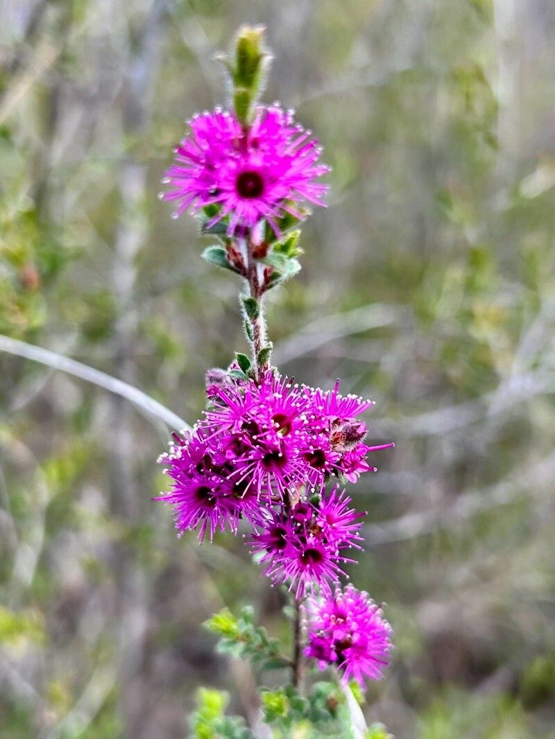 Kunzea capitata (Pink Kunzea) (alternate view 12)