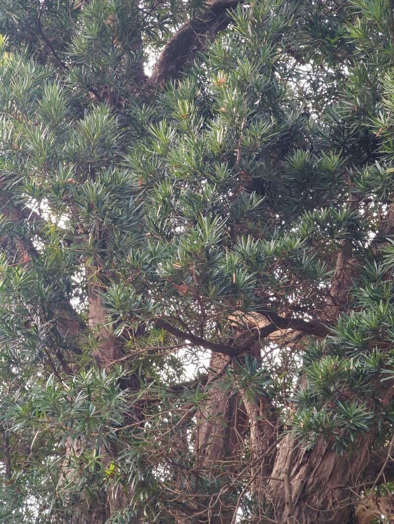 Podocarpus macrophyllus (Buddhist pine) (alternate view 4)
