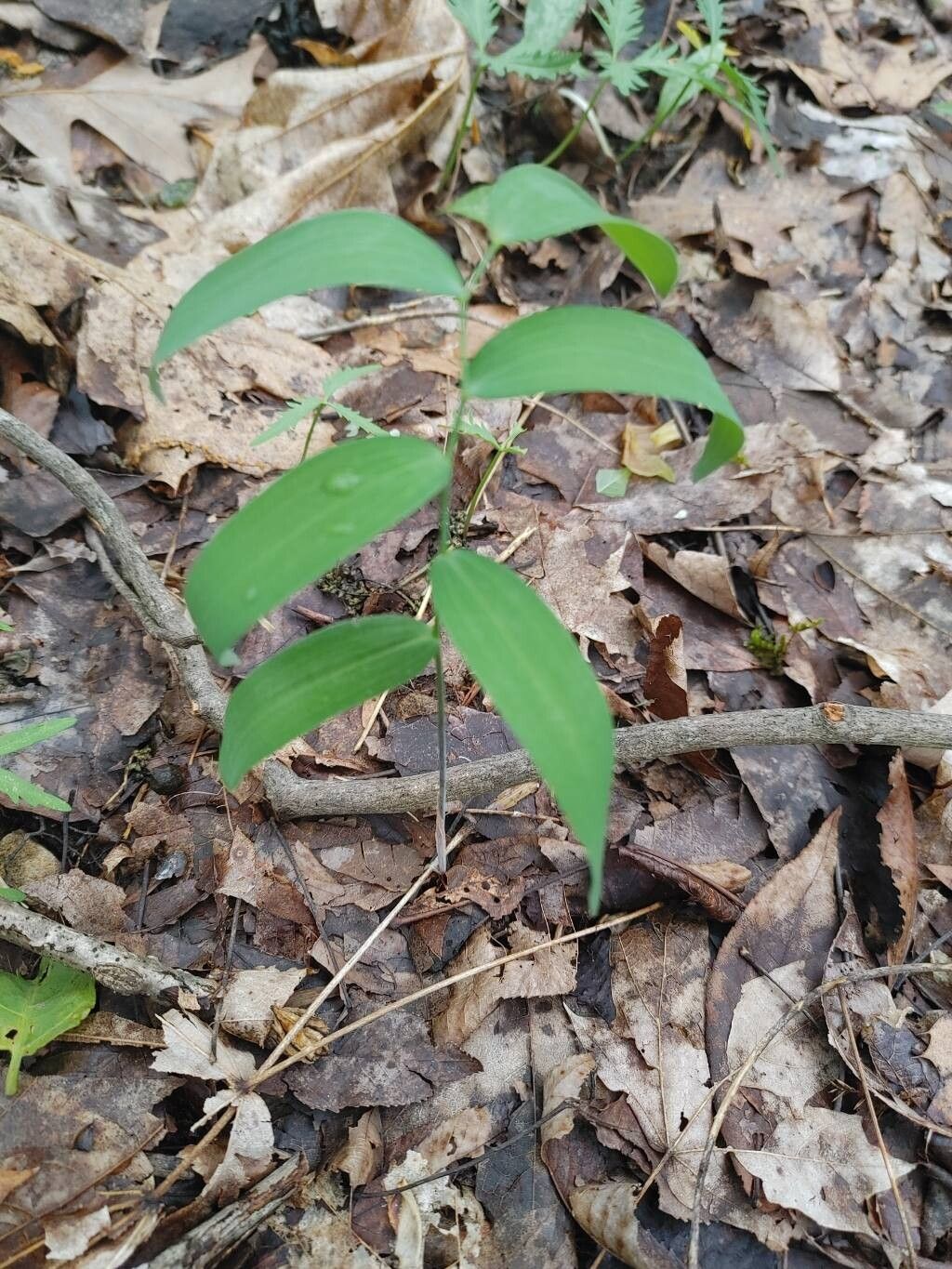 Polygonatum pubescens (hairy Solomon's-seal) (alternate view 10)