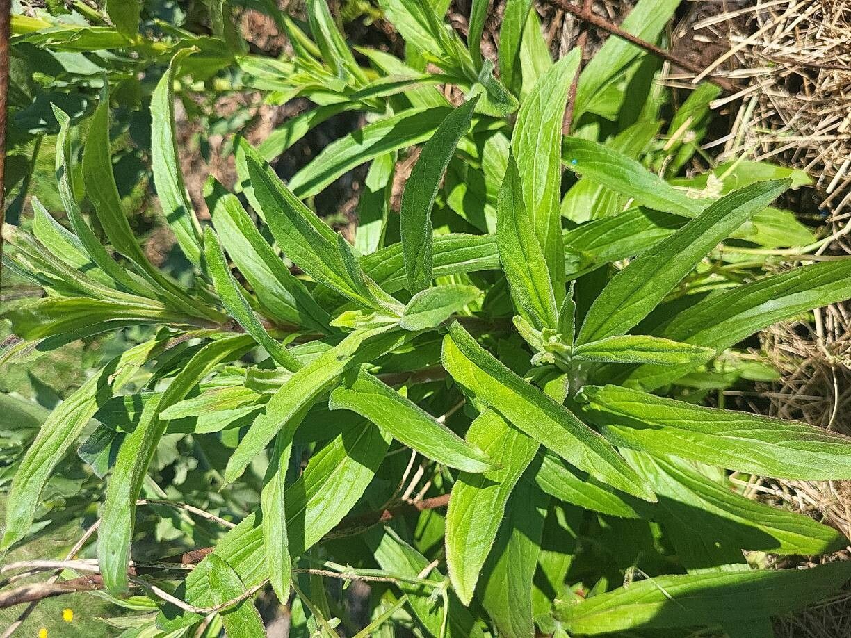 Epilobium parviflorum (Hoary Willowherb) (alternate view 14)
