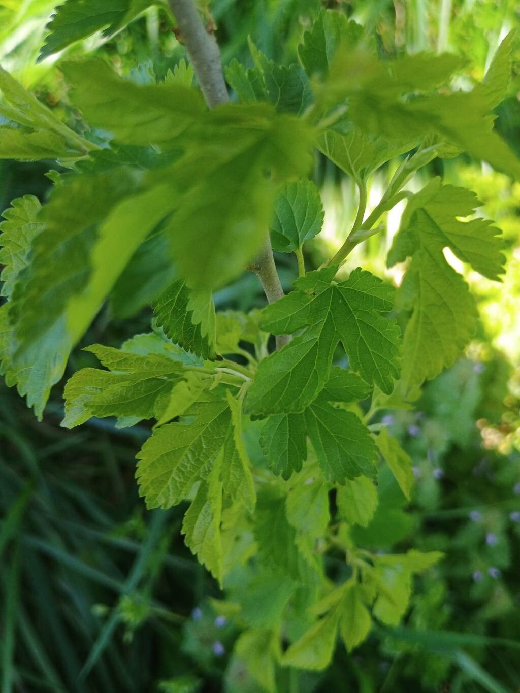 Morus rubra (red mulberry) (alternate view 11)