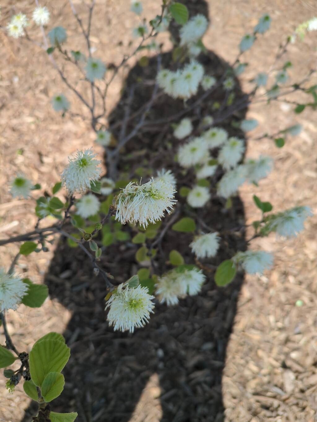 Fothergilla gardenii (dwarf fothergilla) (alternate view 11)