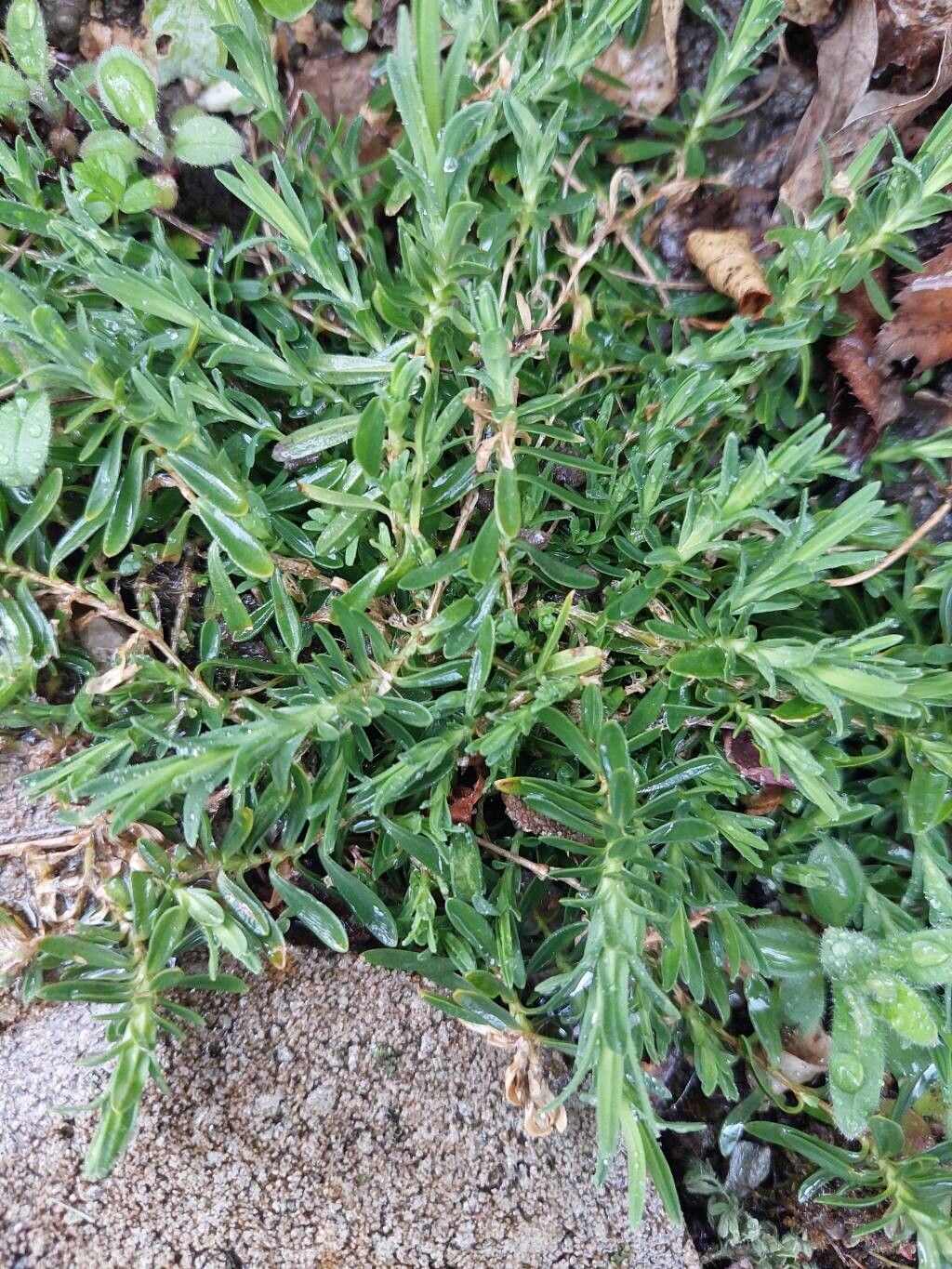 Dianthus deltoides (alternate view 4)