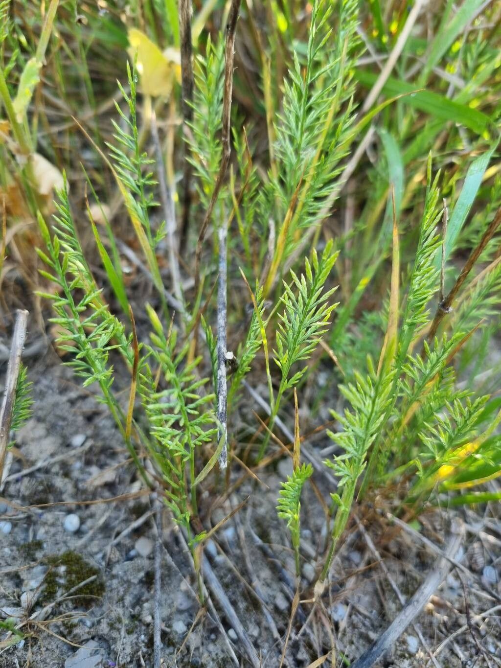 Catapodium rigidum (Fern-grass) (alternate view 14)