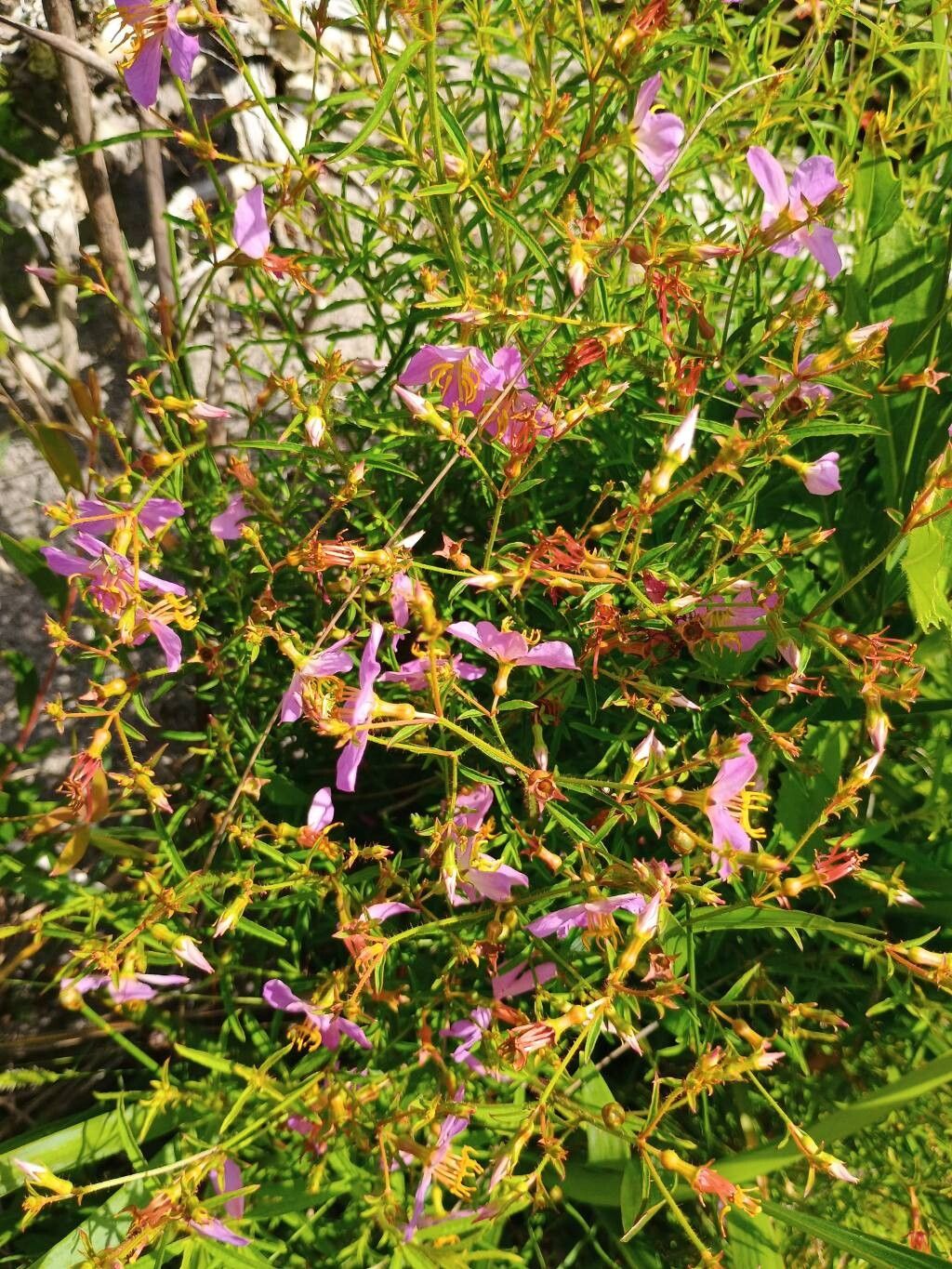Rhexia mariana (Maryland meadowbeauty) (alternate view 11)