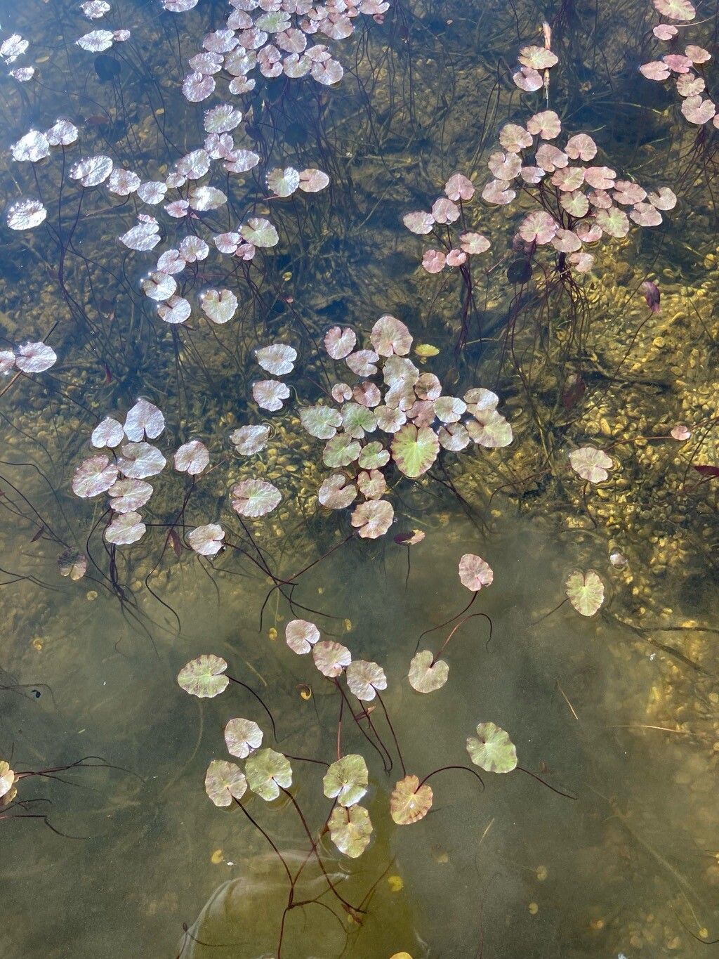Nymphoides peltata (water fringe) (alternate view 14)