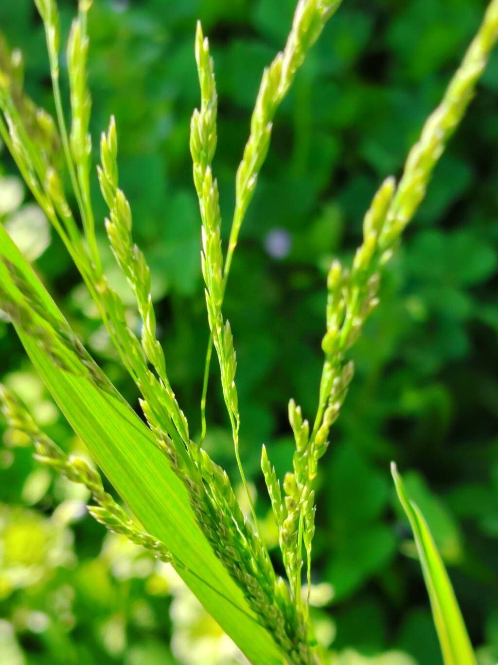 Poa trivialis (Rough Meadow-grass) (alternate view 15)