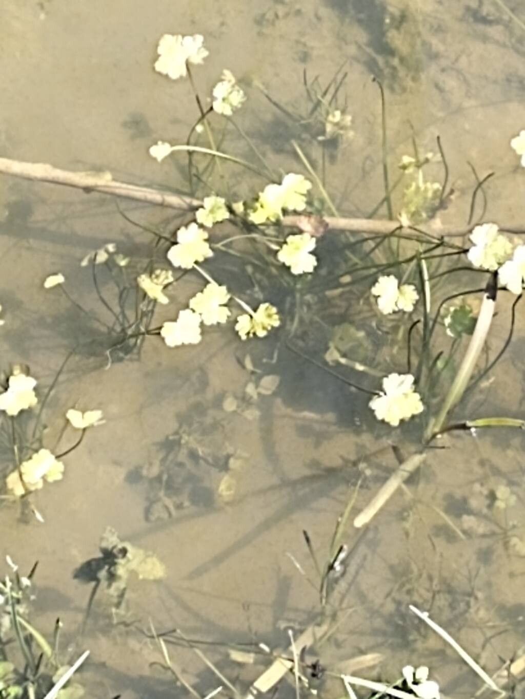 Ranunculus aquatilis (common water-crowfoot) (alternate view 11)