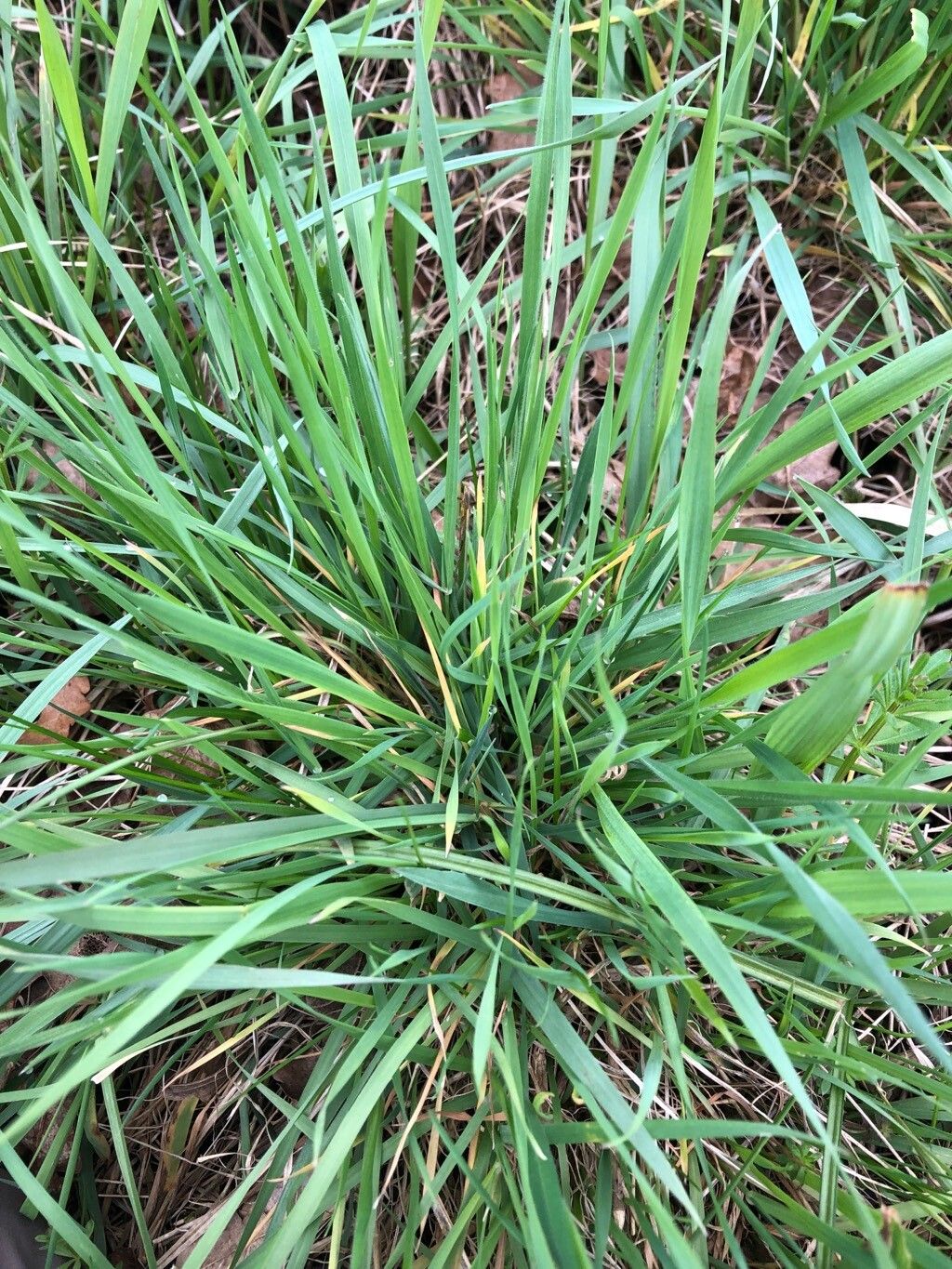 Iris sibirica (Siberian iris)