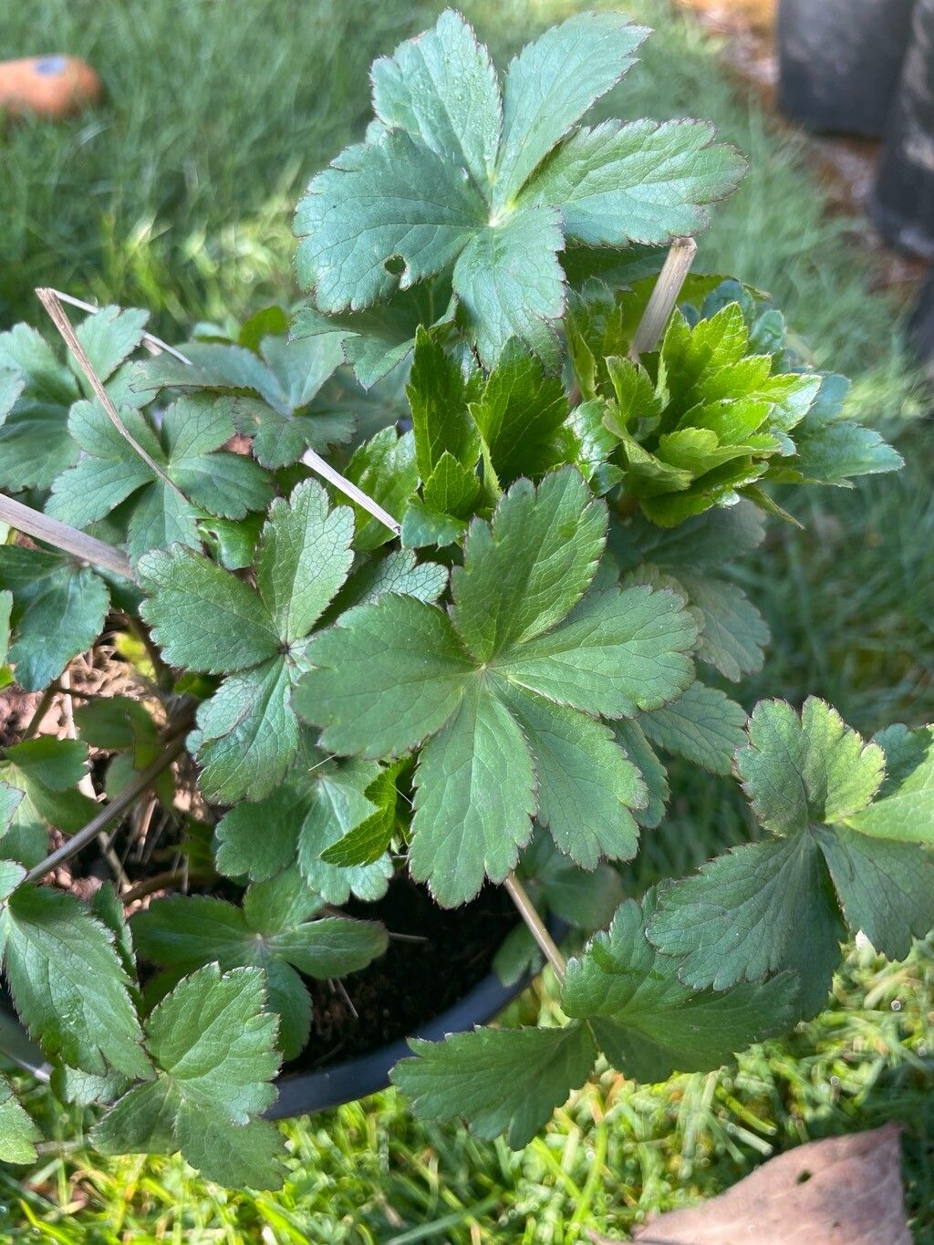 Astrantia major (Great Masterwort) (alternate view 3)