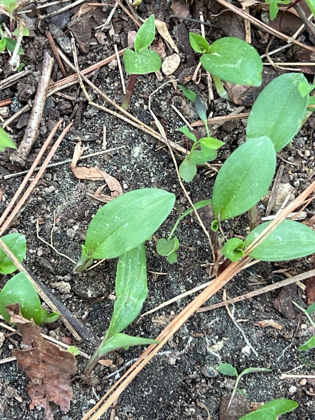 Commelina communis (Asiatic dayflower) (alternate view 9)