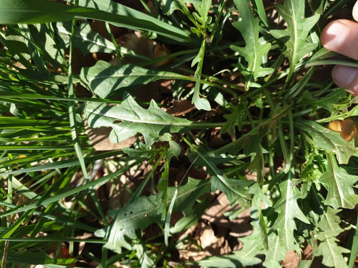 Diplotaxis muralis (annual wall-rocket) (alternate view 12)