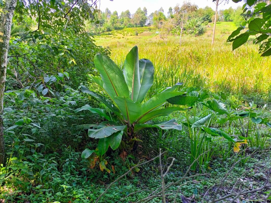 Ensete ventricosum (Ethiopian Banana) (alternate view 7)
