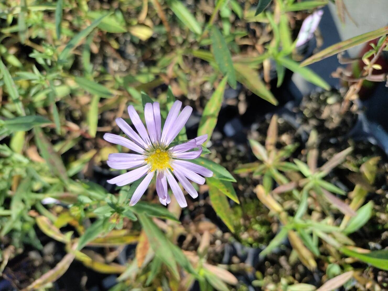 Symphyotrichum subspicatum (Douglas' aster) (alternate view 11)